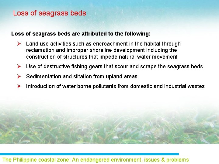 Loss of seagrass beds are attributed to the following: Ø Land use activities such