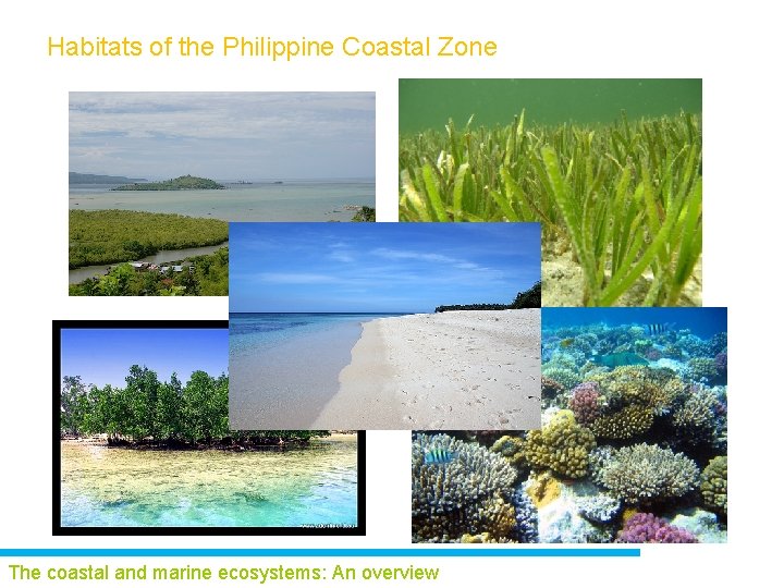 Habitats of the Philippine Coastal Zone The coastal and marine ecosystems: An overview 