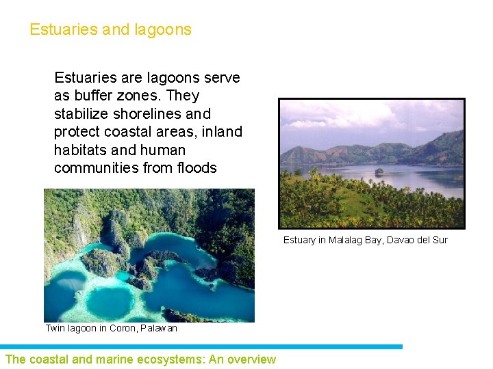 Estuaries and lagoons Estuaries are lagoons serve as buffer zones. They stabilize shorelines and