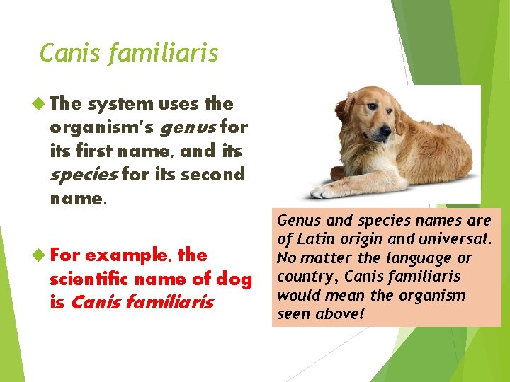 Canis familiaris The system uses the organism’s genus for its first name, and its