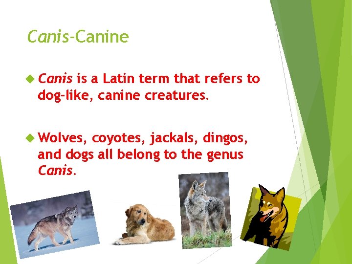 Canis-Canine Canis is a Latin term that refers to dog-like, canine creatures. Wolves, coyotes,
