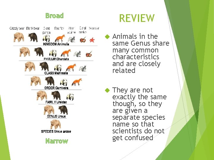 Broad Narrow REVIEW Animals in the same Genus share many common characteristics and are