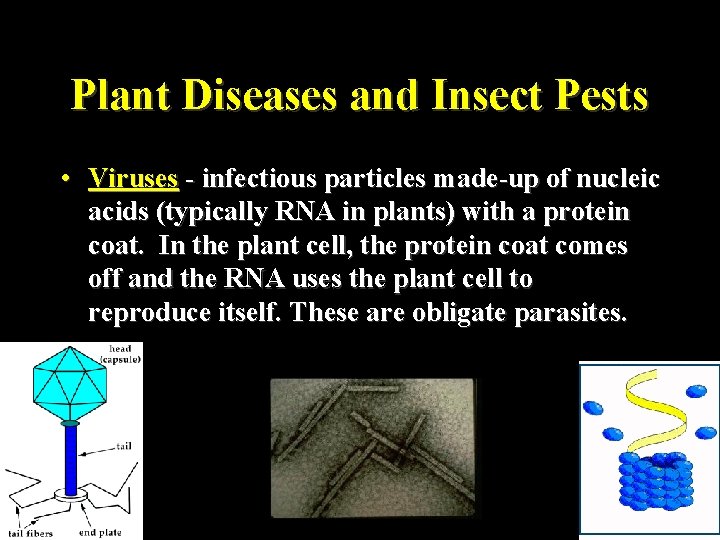 Plant Diseases and Insect Pests • Viruses - infectious particles made-up of nucleic acids