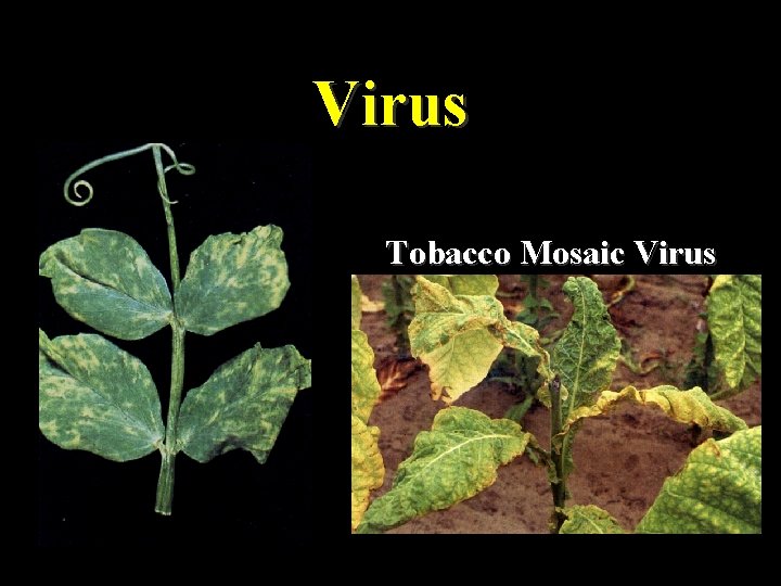 Virus Tobacco Mosaic Virus 