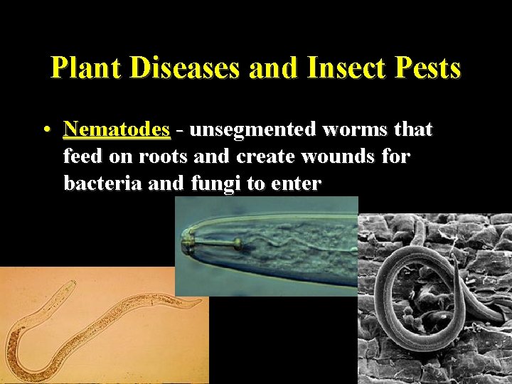 Plant Diseases and Insect Pests • Nematodes - unsegmented worms that feed on roots