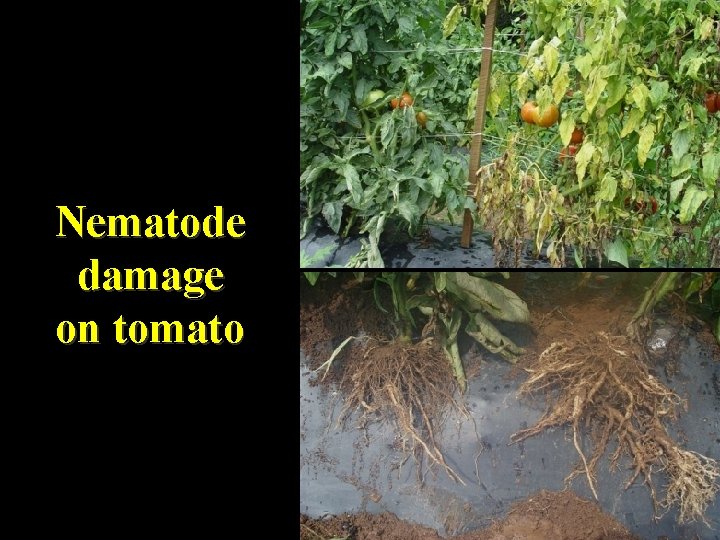 Nematode damage on tomato 