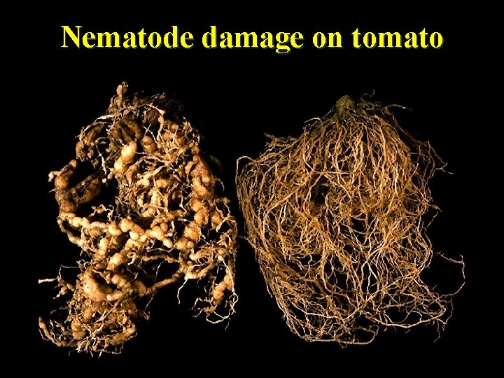 Nematode damage on tomato 