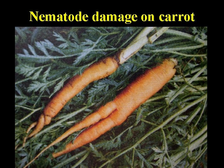 Nematode damage on carrot 