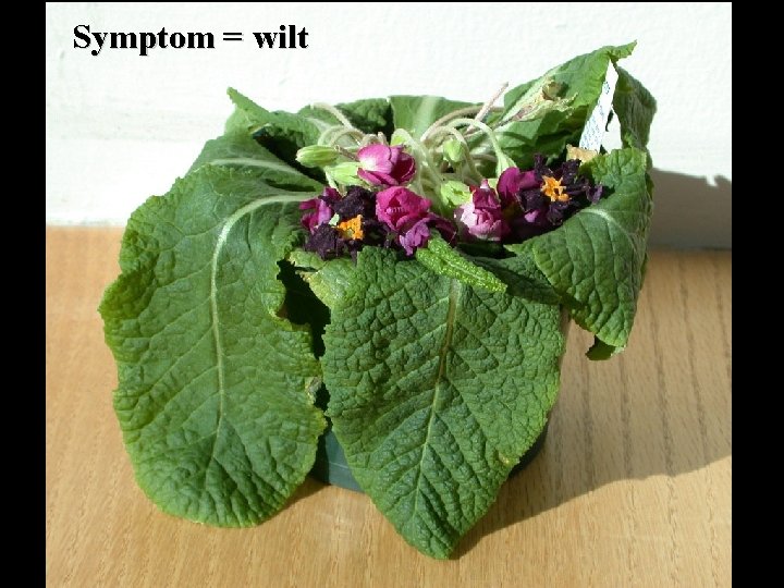 Symptom = wilt 