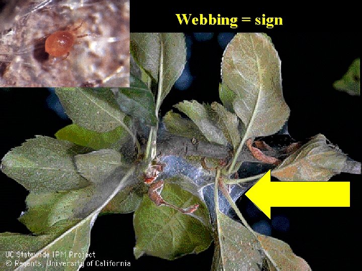 Webbing = sign 