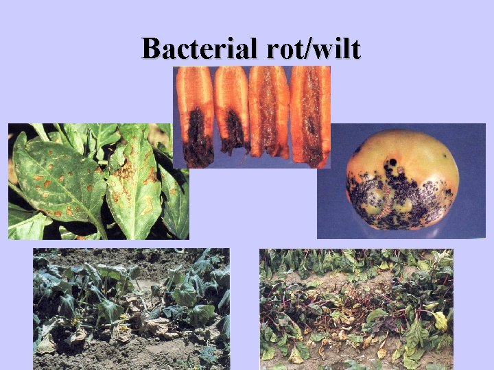Bacterial rot/wilt 