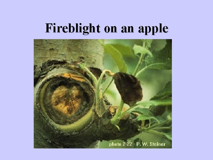 Fireblight on an apple 