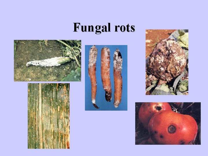 Fungal rots 