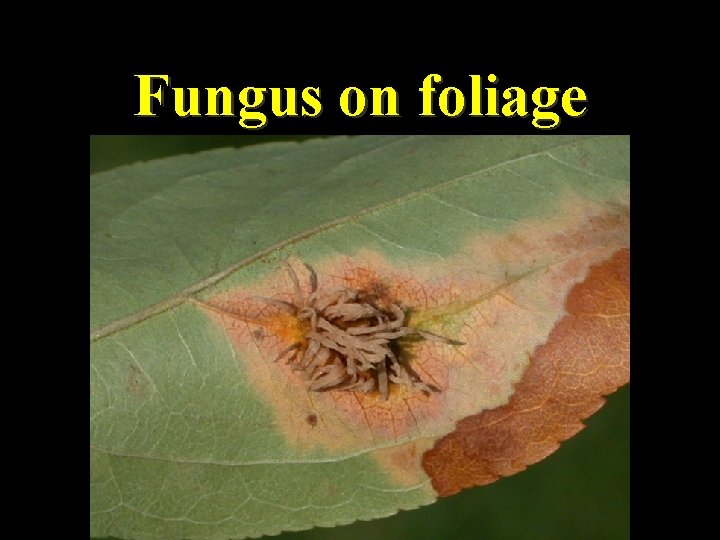 Fungus on foliage 