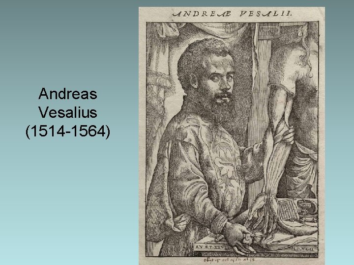 Andreas Vesalius (1514 -1564) Andreas Vesalius (1514 -1564)
