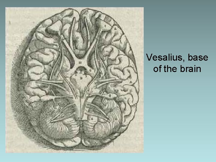 Vesalius, base of the brain Vesalius, base of the brain
