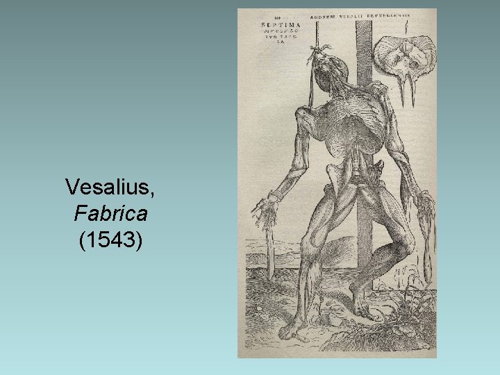 Vesalius, Fabrica (1543) Vesalius, Fabrica (1543)