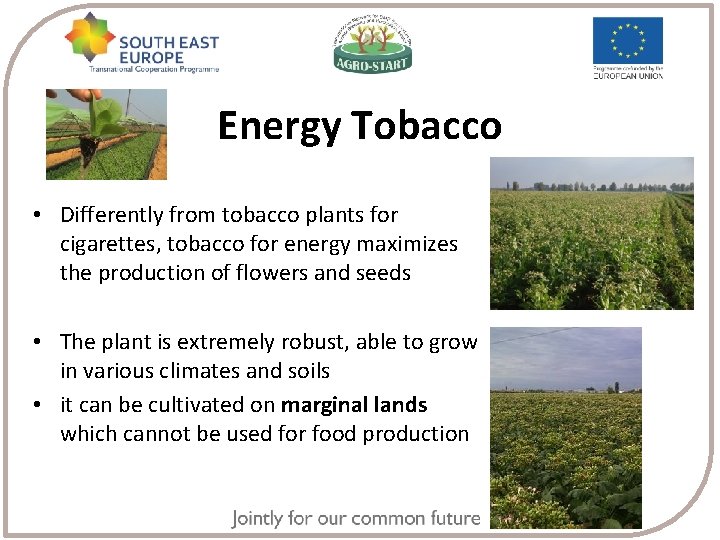 Energy Tobacco • Differently from tobacco plants for cigarettes, tobacco for energy maximizes the