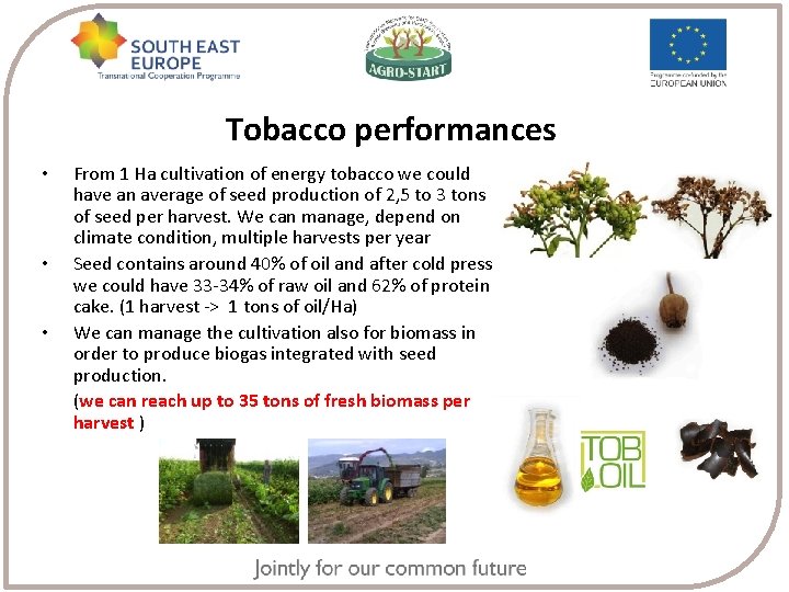 Tobacco performances • • • From 1 Ha cultivation of energy tobacco we could
