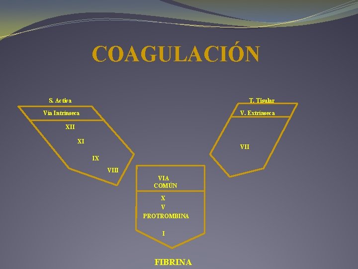 COAGULACIÓN S. Activa T. Tisular Vía Intrínseca V. Extrínseca XII XI VII IX VIII