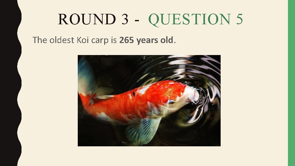 ROUND 3 - QUESTION 5 The oldest Koi carp is 265 years old. 