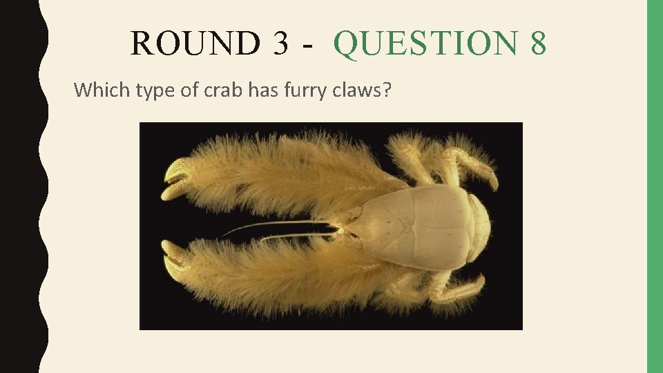 ROUND 3 - QUESTION 8 Which type of crab has furry claws? 