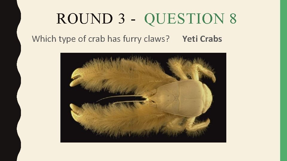 ROUND 3 - QUESTION 8 Which type of crab has furry claws? Yeti Crabs