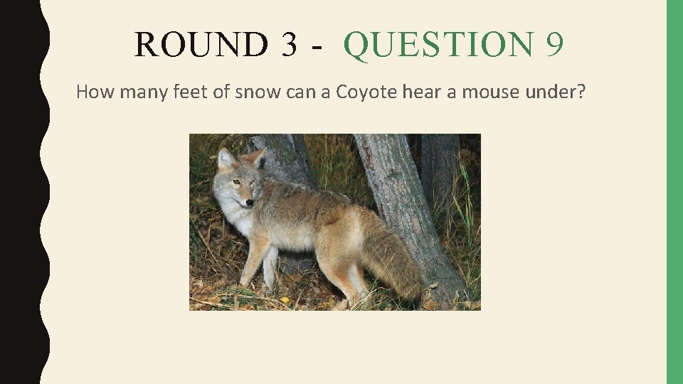 ROUND 3 - QUESTION 9 How many feet of snow can a Coyote hear