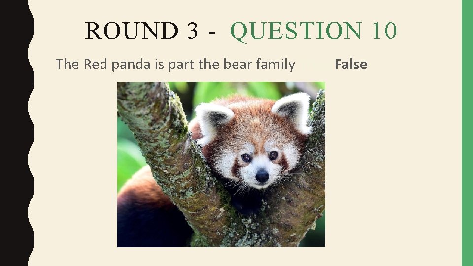 ROUND 3 - QUESTION 10 The Red panda is part the bear family True/False