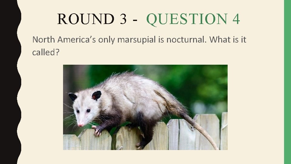 ROUND 3 - QUESTION 4 North America’s only marsupial is nocturnal. What is it