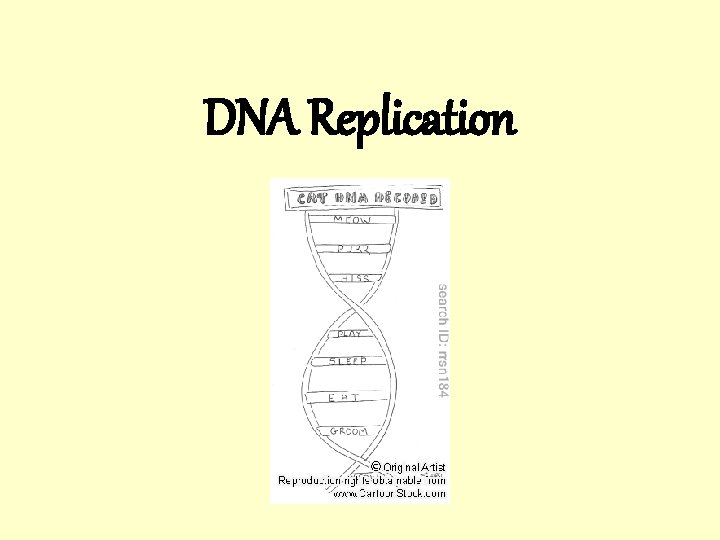 DNA Replication 