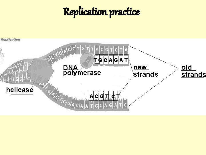 Replication practice TGC AG TGCAGAT AT DNA polymeras epolymerase helicase ACG T C ACGT