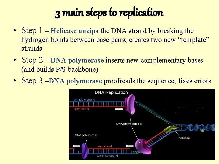 3 main steps to replication • Step 1 – Helicase unzips the DNA strand