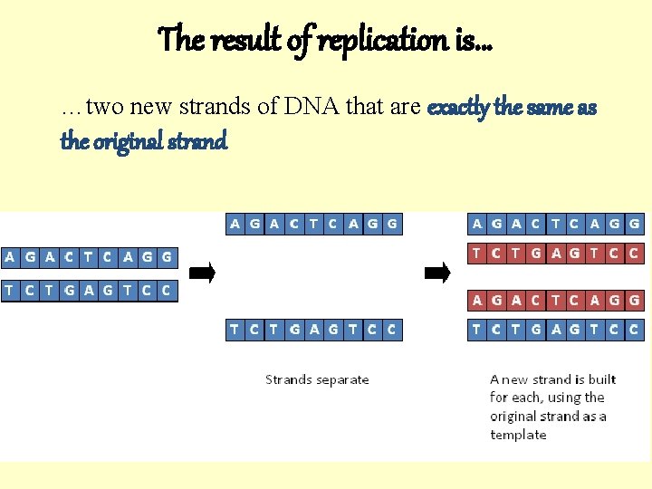 The result of replication is… …two new strands of DNA that are exactly the