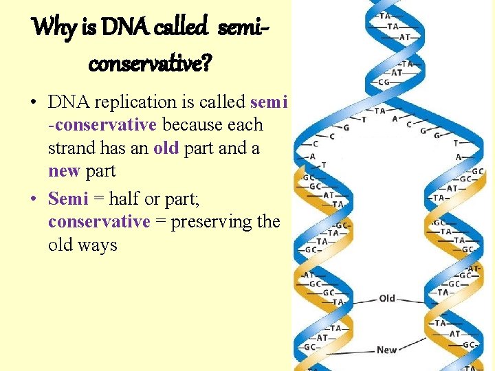 Why is DNA called semiconservative? • DNA replication is called semi -conservative because each