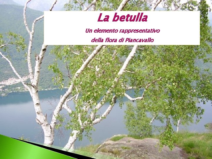 La betulla Un elemento rappresentativo della flora di Piancavallo 