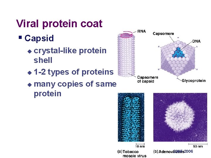 Viral protein coat § Capsid crystal-like protein shell u 1 -2 types of proteins