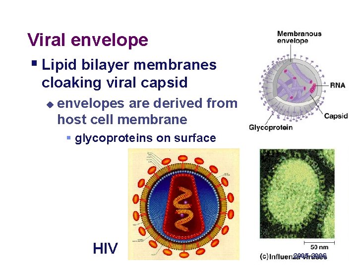 Viral envelope § Lipid bilayer membranes cloaking viral capsid u envelopes are derived from