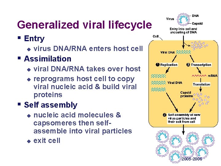 Generalized viral lifecycle § Entry u virus DNA/RNA enters host cell § Assimilation u