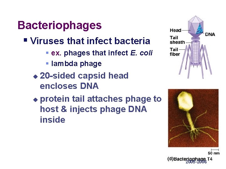 Bacteriophages § Viruses that infect bacteria § ex. phages that infect E. coli §