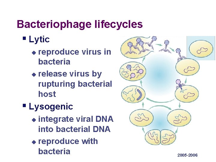 Bacteriophage lifecycles § Lytic reproduce virus in bacteria u release virus by rupturing bacterial