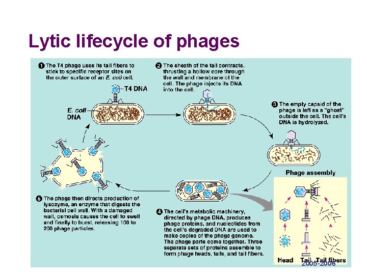 Lytic lifecycle of phages 2005 -2006 