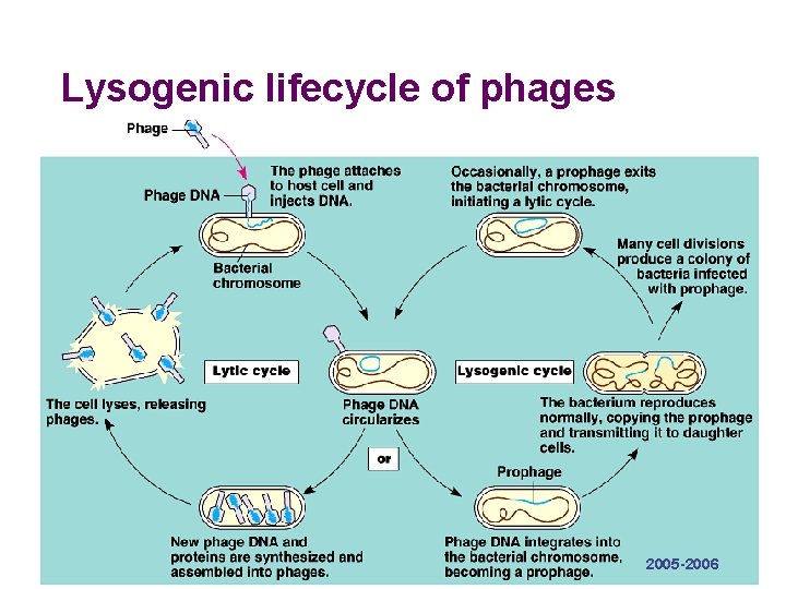 Lysogenic lifecycle of phages 2005 -2006 