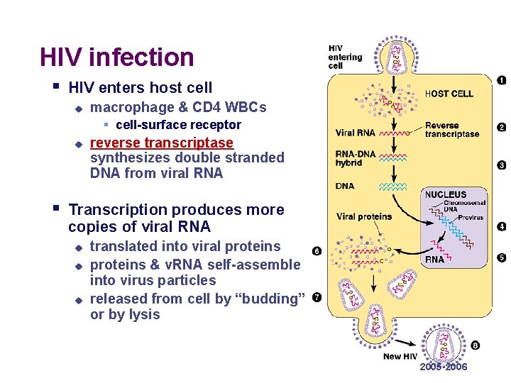 HIV infection § HIV enters host cell u macrophage & CD 4 WBCs §