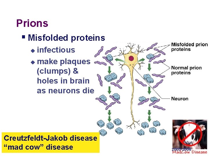 Prions § Misfolded proteins infectious u make plaques (clumps) & holes in brain as
