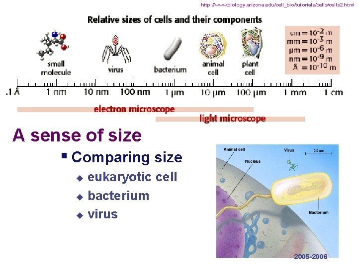 http: //www. biology. arizona. edu/cell_bio/tutorials/cells 2. html A sense of size § Comparing size