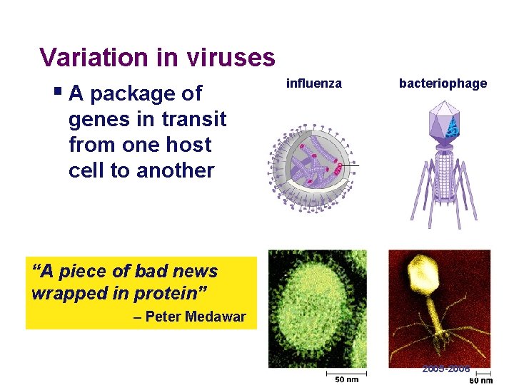 Variation in viruses § A package of influenza bacteriophage genes in transit from one