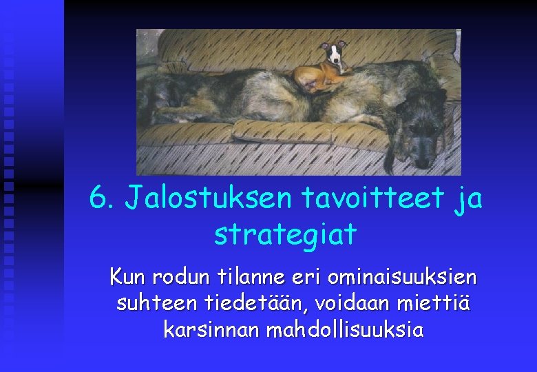 6. Jalostuksen tavoitteet ja strategiat Kun rodun tilanne eri ominaisuuksien suhteen tiedetään, voidaan miettiä