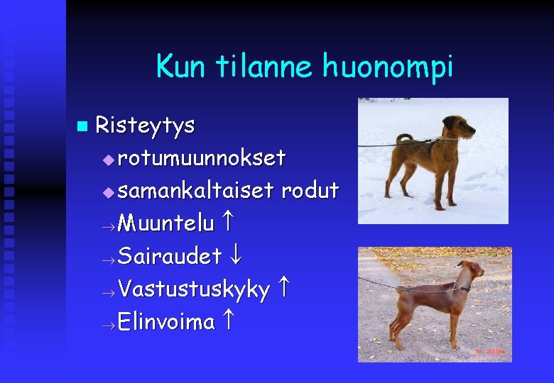 Kun tilanne huonompi n Risteytys u rotumuunnokset u samankaltaiset rodut Muuntelu Sairaudet Vastustuskyky Elinvoima