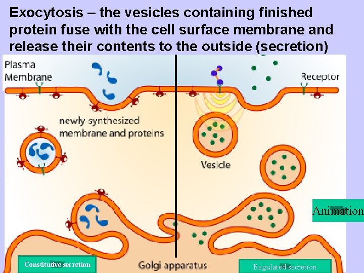 Exocytosis – the vesicles containing finished protein fuse with the cell surface membrane and